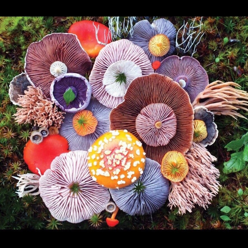 Meet your Posher, Macy